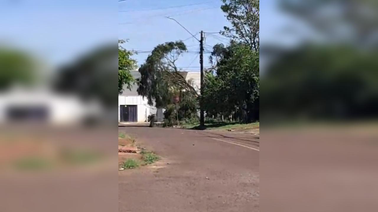 Risco de queda de árvore no Santa Cruz preocupa moradores