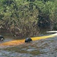 FAB intercepta aeronave suspeita procedente do Peru Imagem referente a FAB intercepta aeronave suspeita procedente do Peru