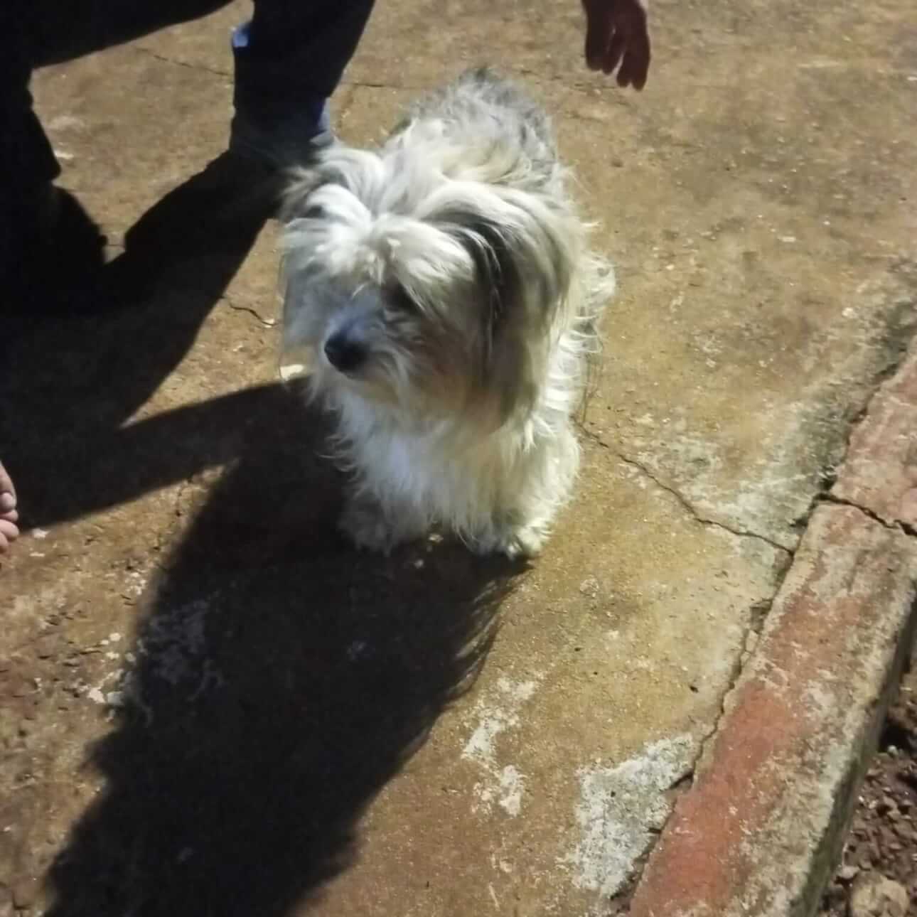 Cachorro é encontrado no bairro Cascavel Velho