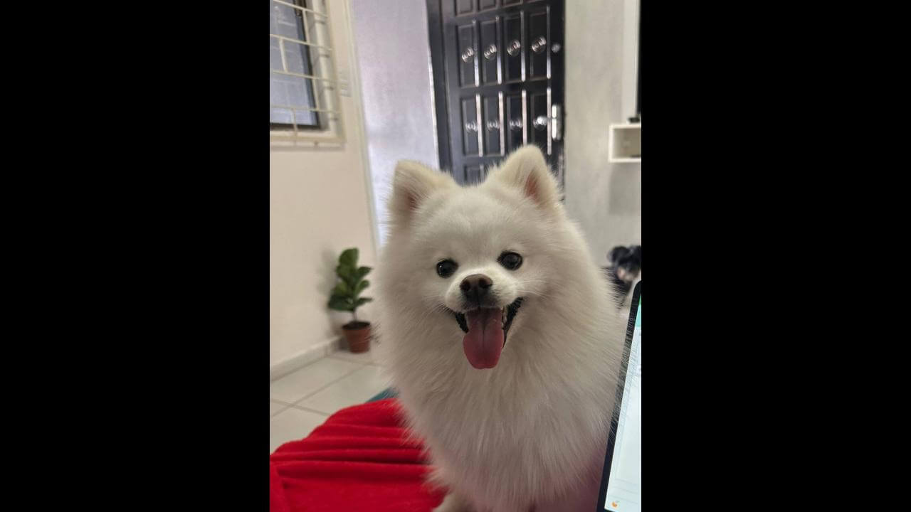 Cachorro é encontrado no bairro Cancelli