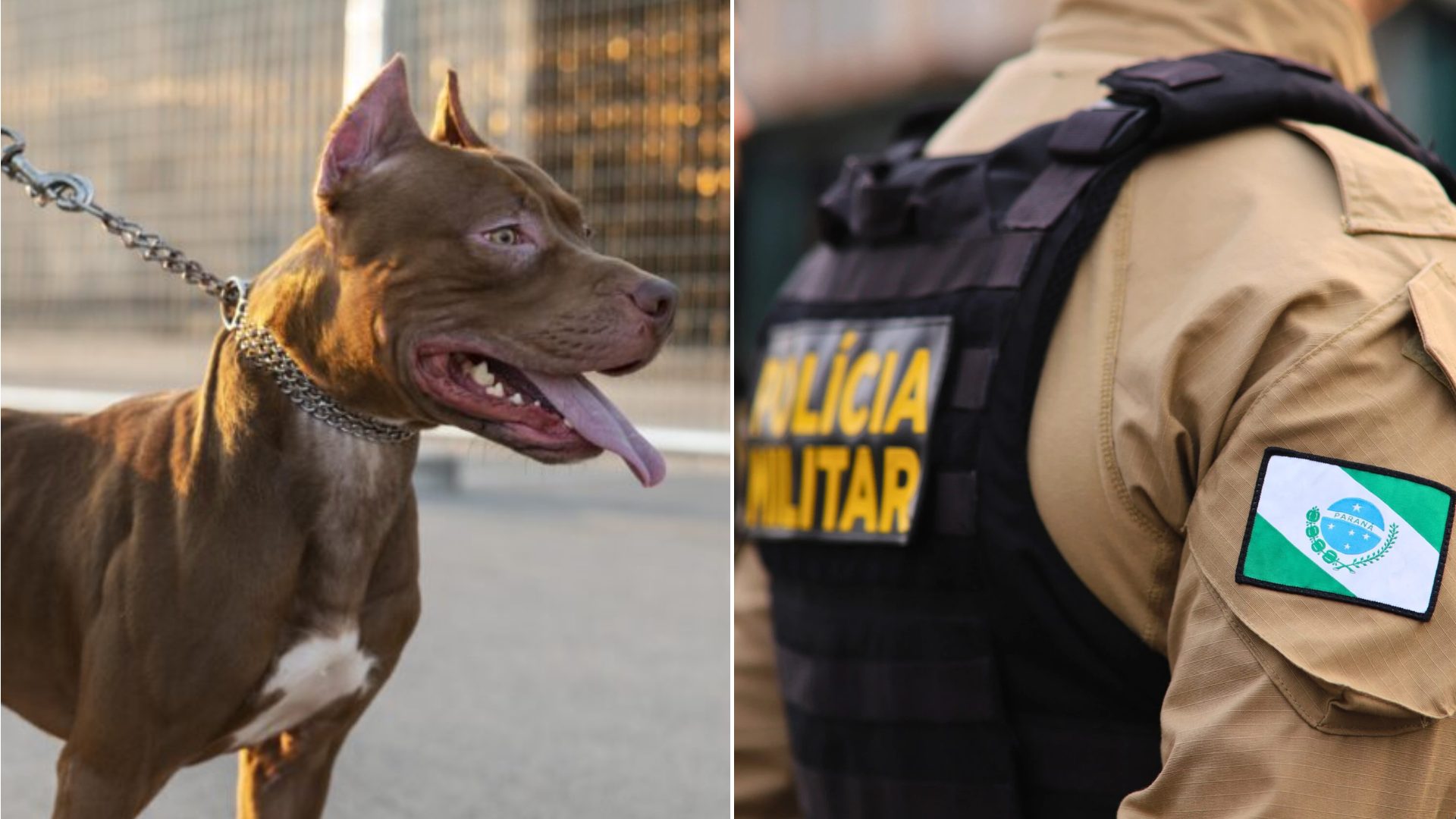 Pit bulls avançam em jovem na rua e deixam vítima em estado gravíssimo