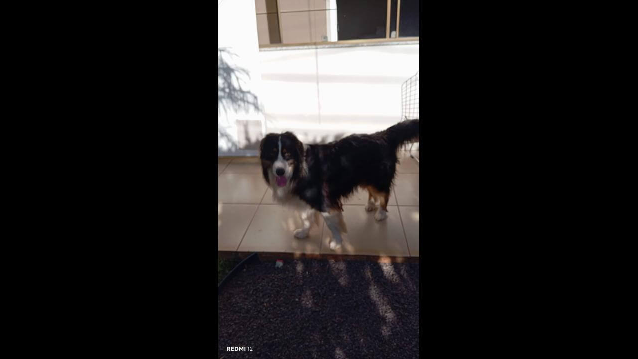 Cachorro é encontrado no bairro Alto Alegre