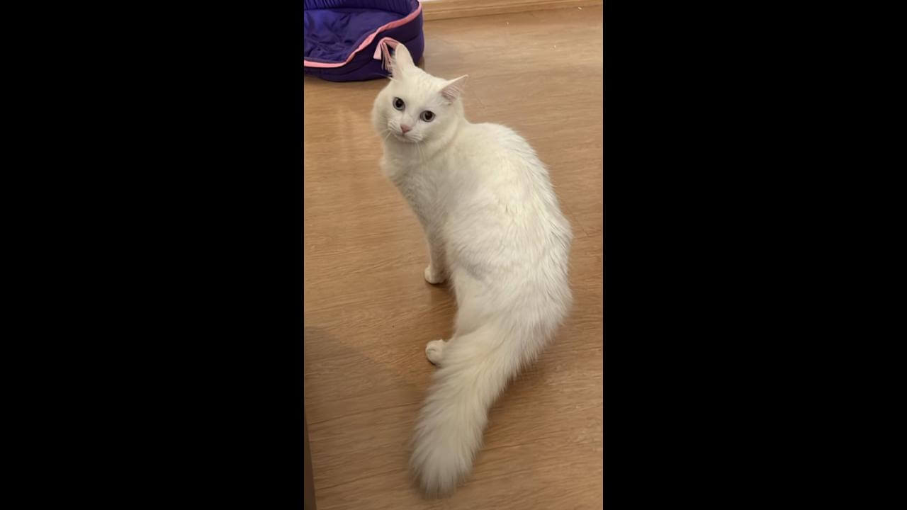 Gato Polenta desapareceu no bairro Neva