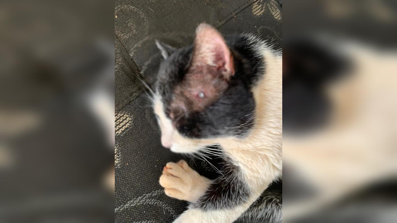 Denúncia: gato leva tiro de chumbinho e fica gravemente ferido no Parque São Paulo