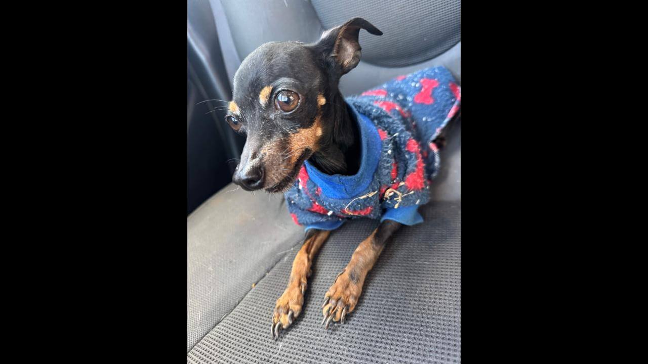 Cachorra é encontrada na rodovia BR 277