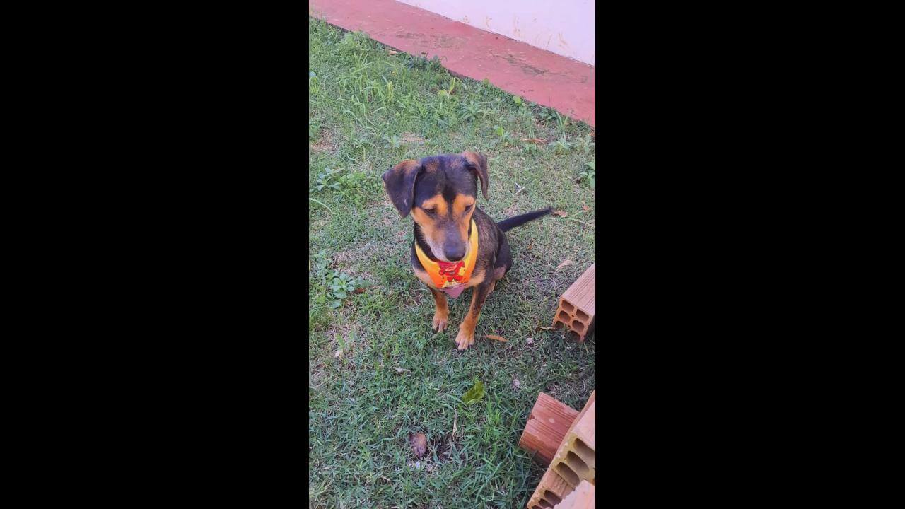 Cachorro Benito desapareceu no bairro Parque São Paulo