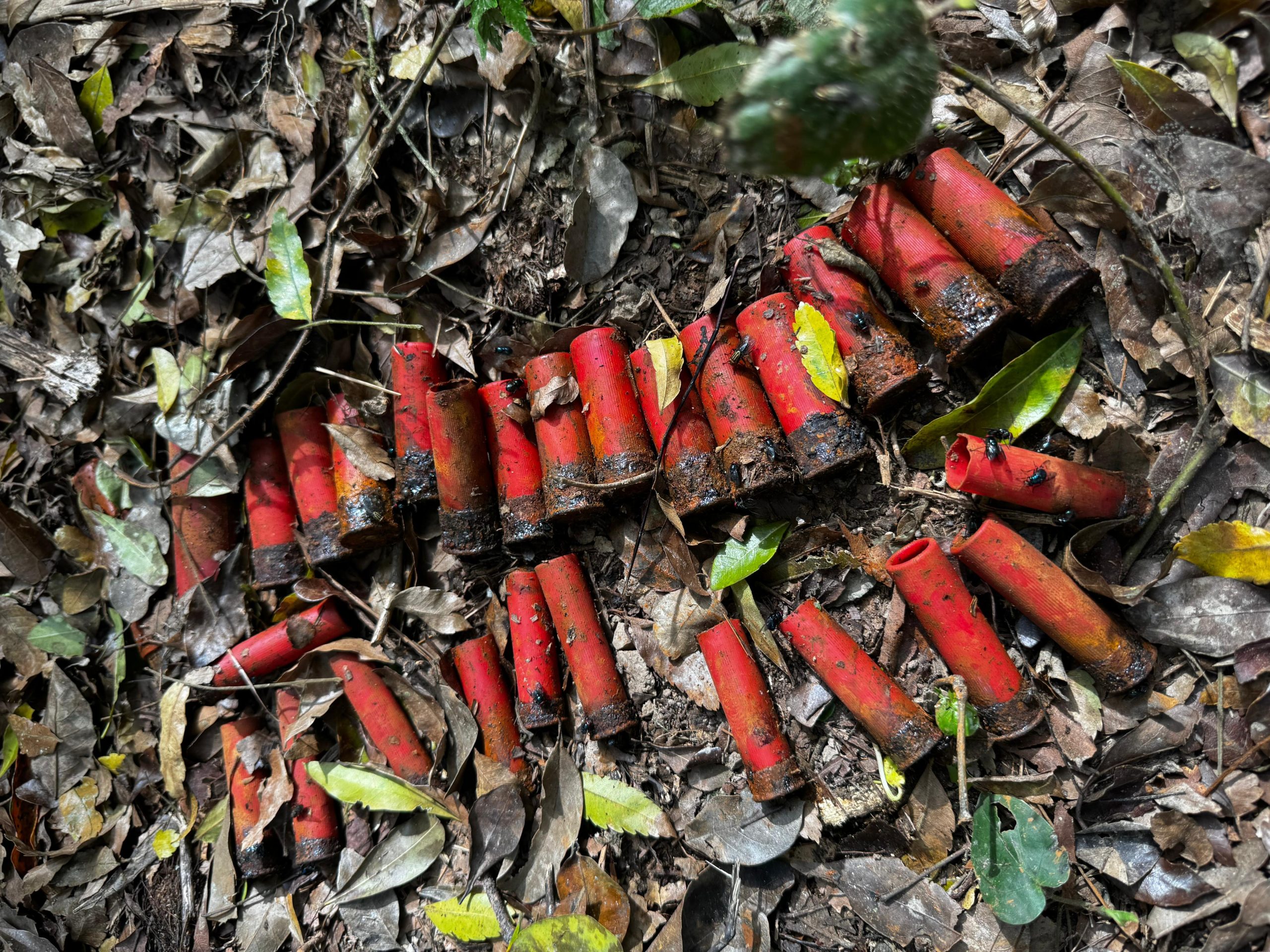 PF e ICMBio realizam operação contra crimes ambientais no Parque Nacional do Iguaçu