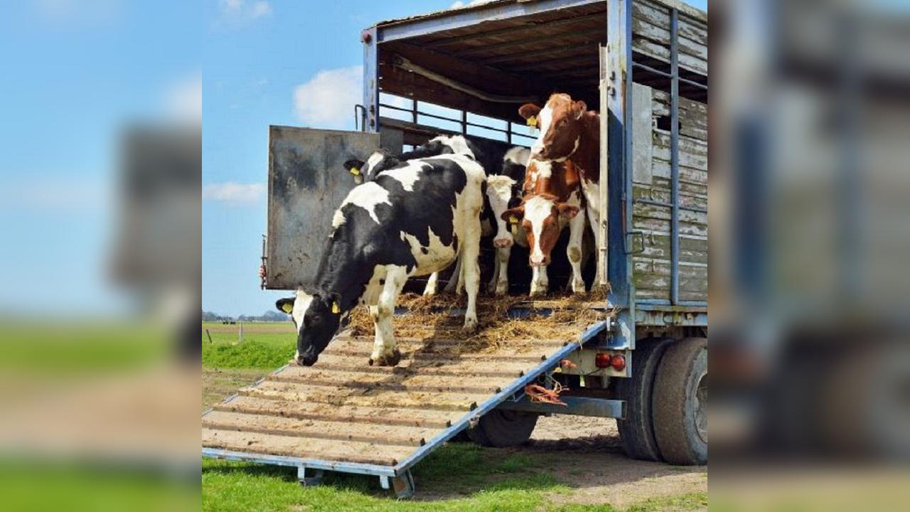 É aprovado projeto que proíbe isenção de ICMS no transporte de animais vivos