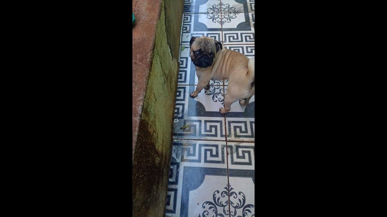 Cachorro é encontrado no bairro Morumbi