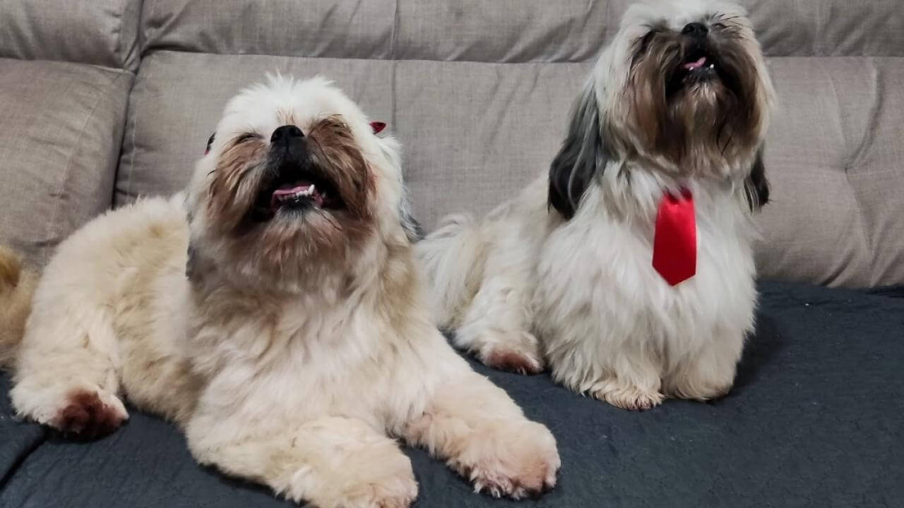 Cachorros Bob e Malu desapareceram no bairro Maria Luiza