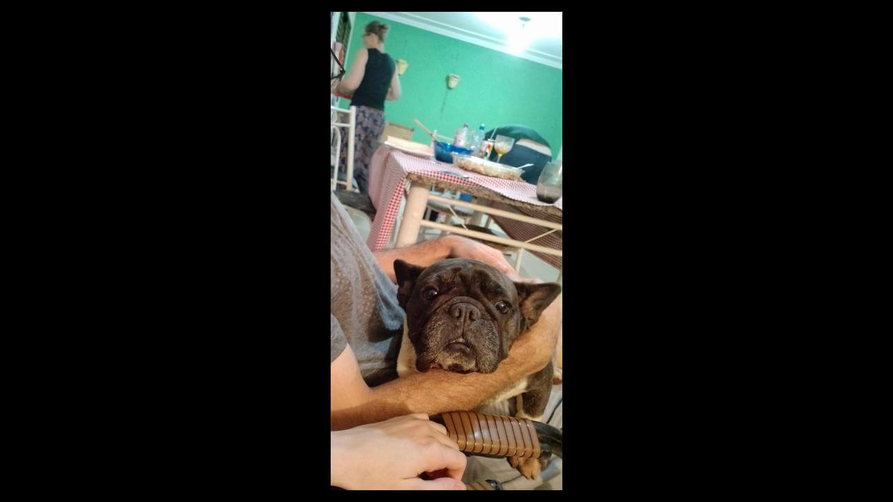 Cachorra Chantal desapareceu no bairro Fag