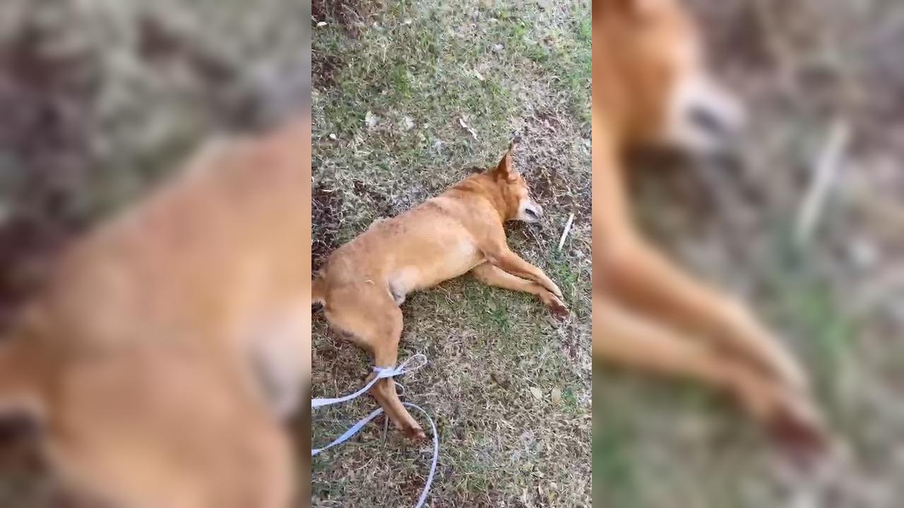 Crueldade! Cão é encontrado morto com ferimentos e patas amarradas em em Toledo