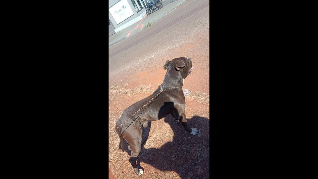 Cachorro é encontrado no bairro Clarito