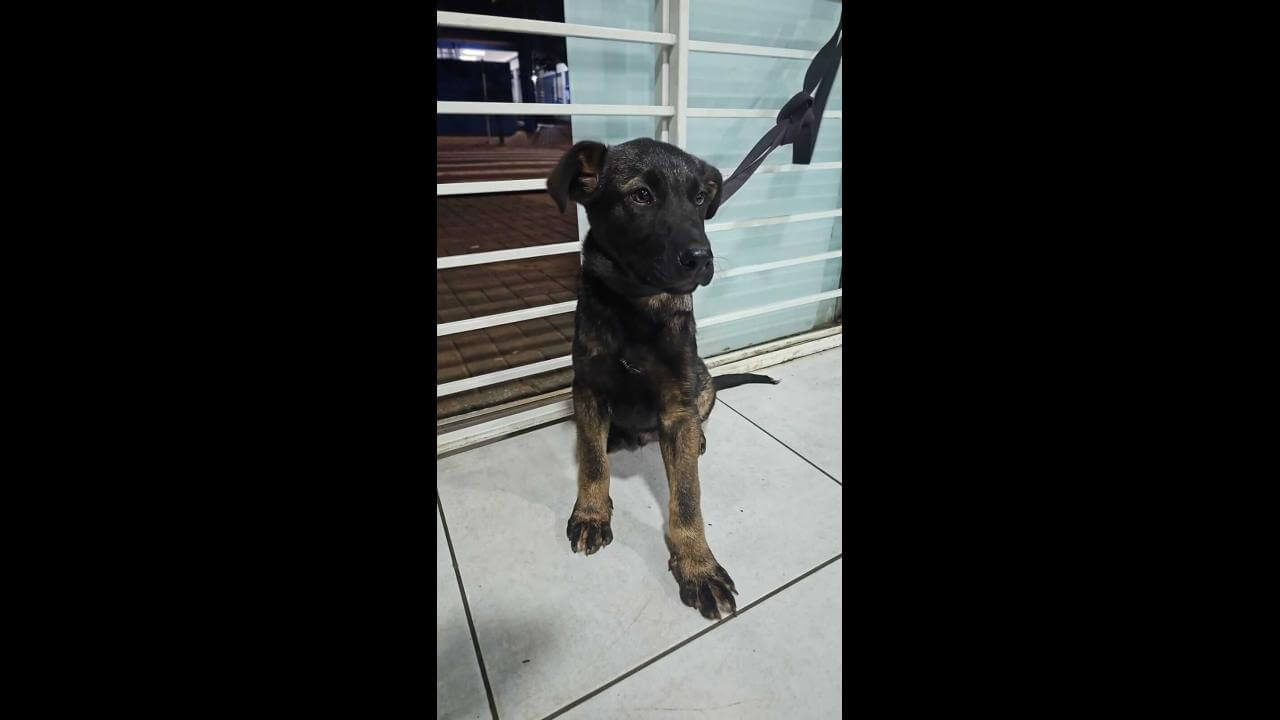Cachorro é encontrado no bairro Santa Cruz