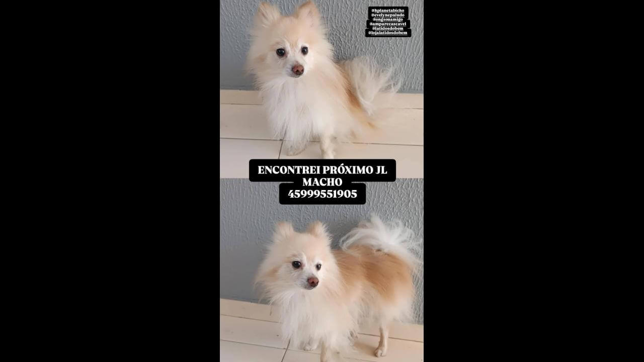 Cachorro é encontrado no bairro Cancelli