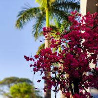 Imagem referente a Segunda-feira abre reta final de 2025 com possibilidade de chuva em Cascavel