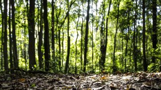 Produção florestal do país cresce 16,7% e chega a R$ 44,3 bi em 2024 Produção florestal do país cresce 16,7% e chega a R$ 44,3 bi em 2024