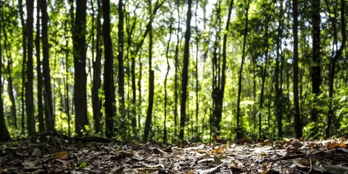 Produção florestal do país cresce 16,7% e chega a R$ 44,3 bi em 2024 Imagem referente a Produção florestal do país cresce 16,7% e chega a R$ 44,3 bi em 2024