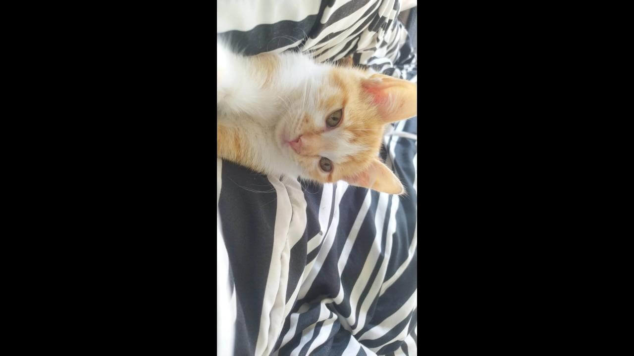 Gato Fanta desapareceu no bairro Santo Onofre