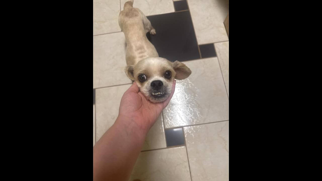 Cachorro é encontrado no bairro Centro