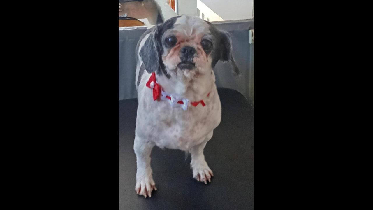 Cachorra Meg desapareceu no bairro Brasília