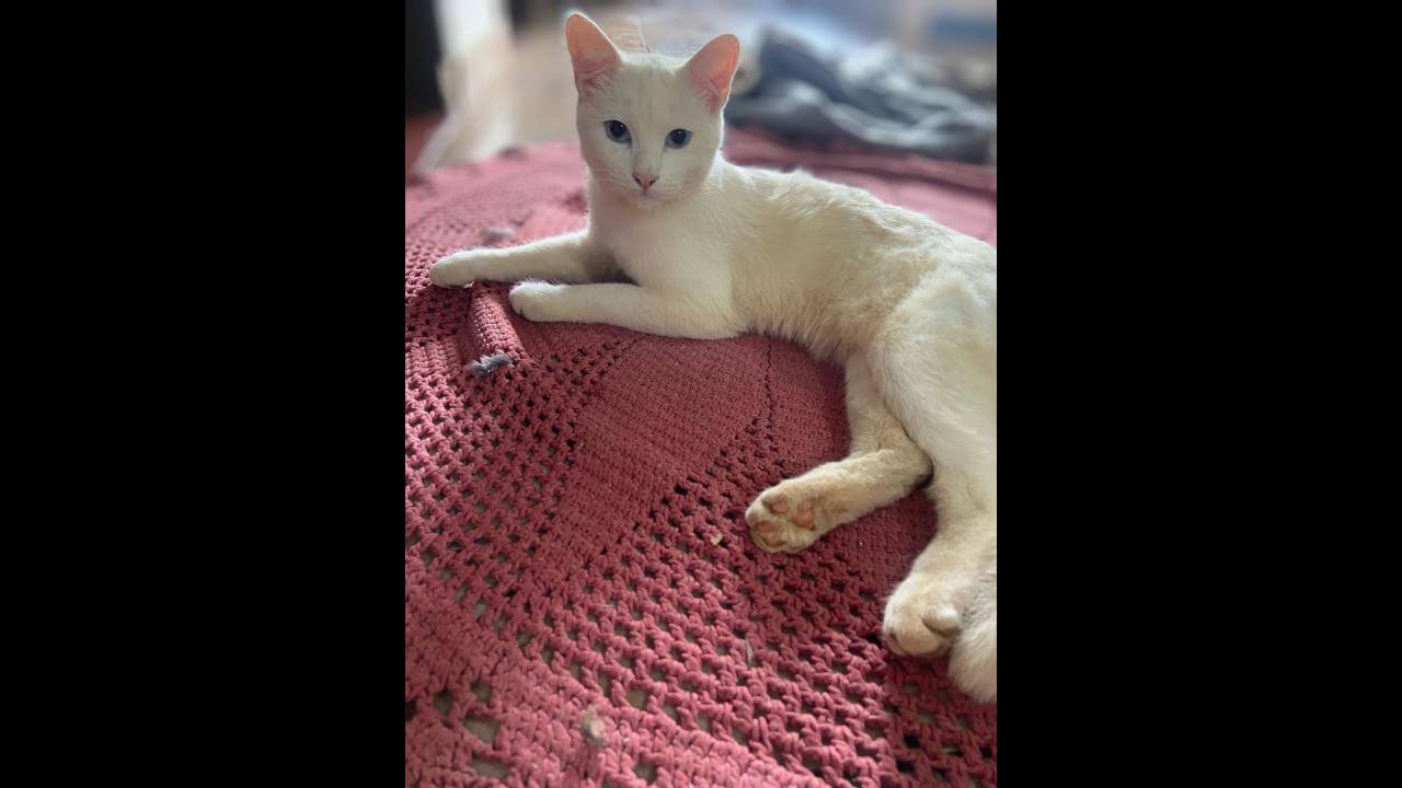 Gato Marcos desapareceu no bairro Pioneiros Catarinenses