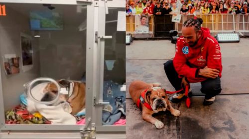 Imagem referente a “Horas assustadoras”: Cão de estimação de Lewis Hamilton, Roscoe é internado