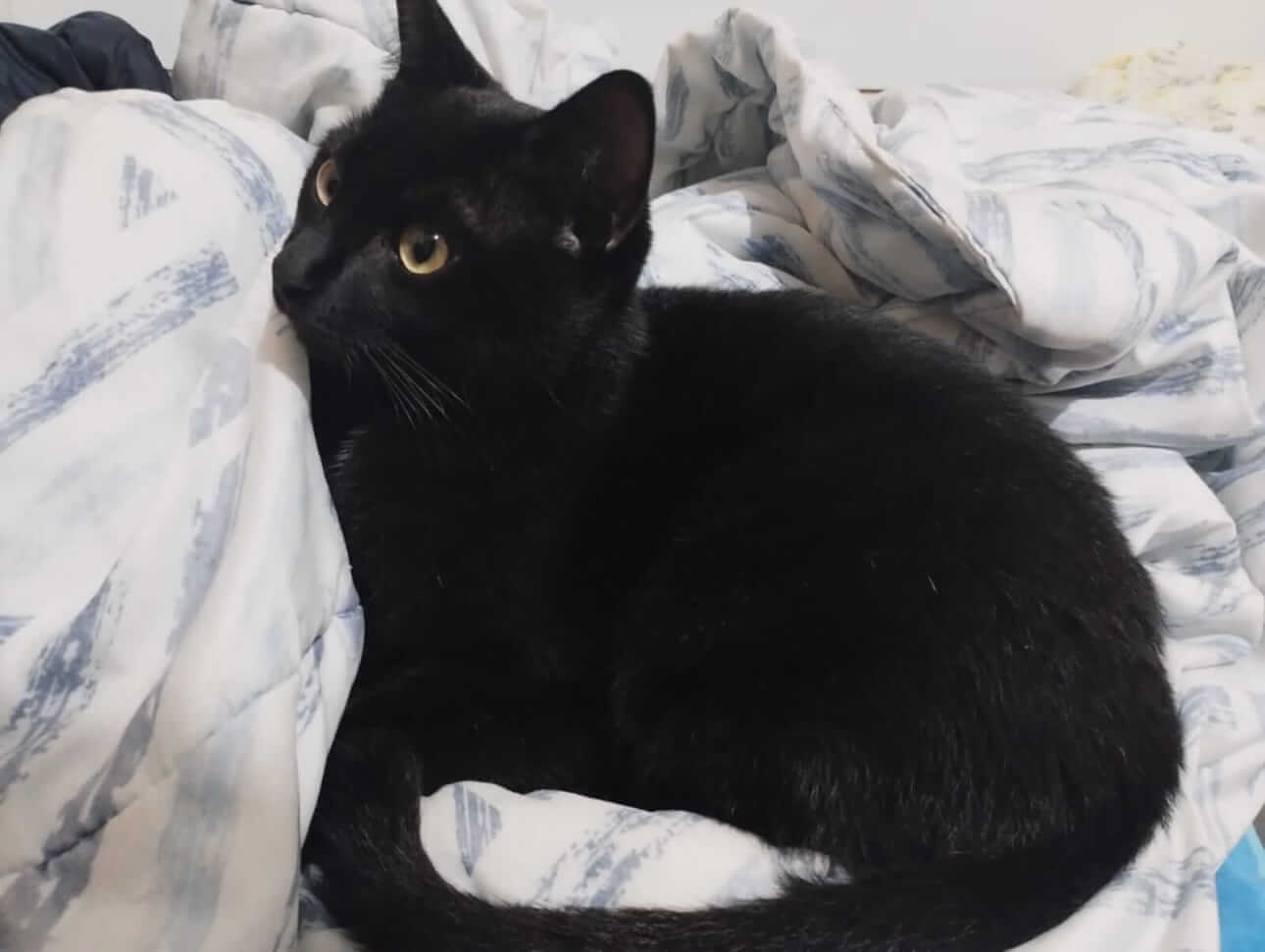 Gato Romeu desapareceu no bairro Cancelli