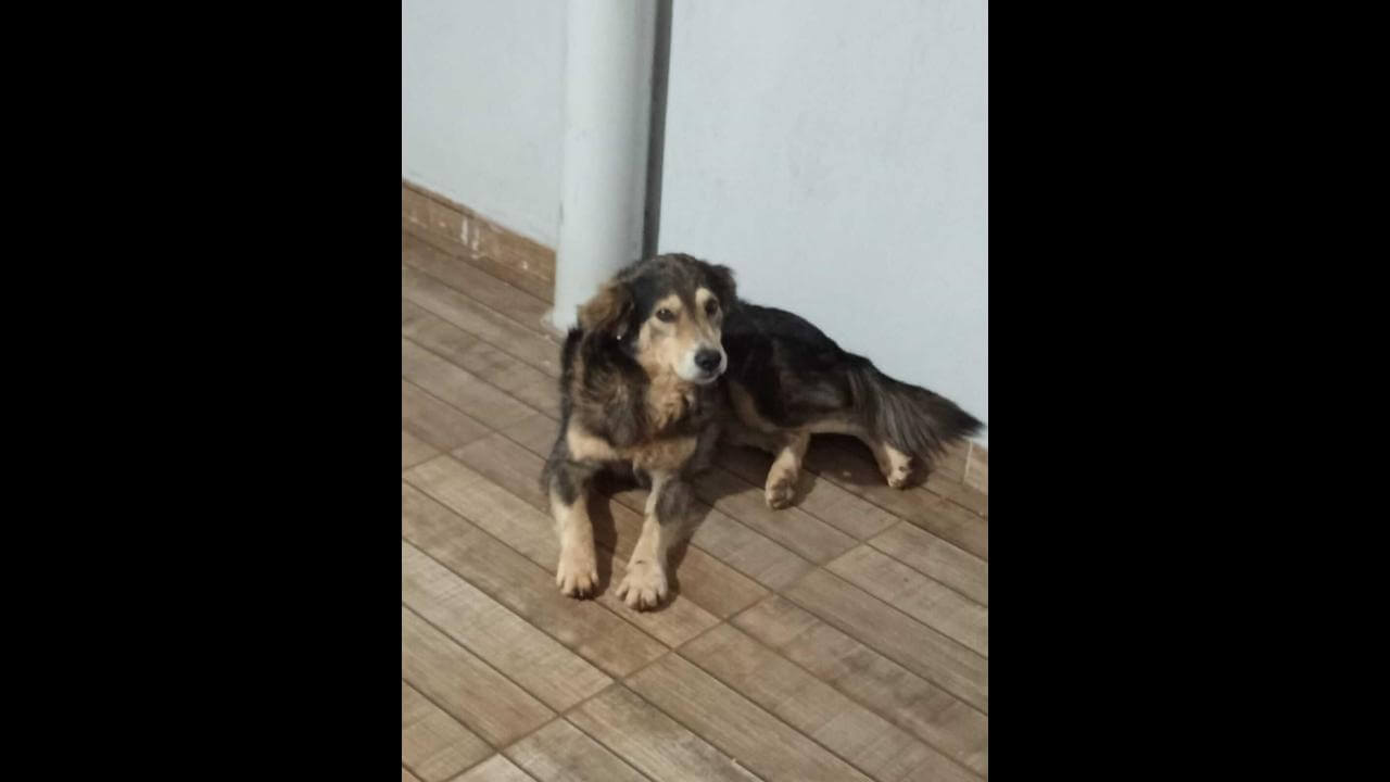 Cachorro é encontrado no bairro Clarito