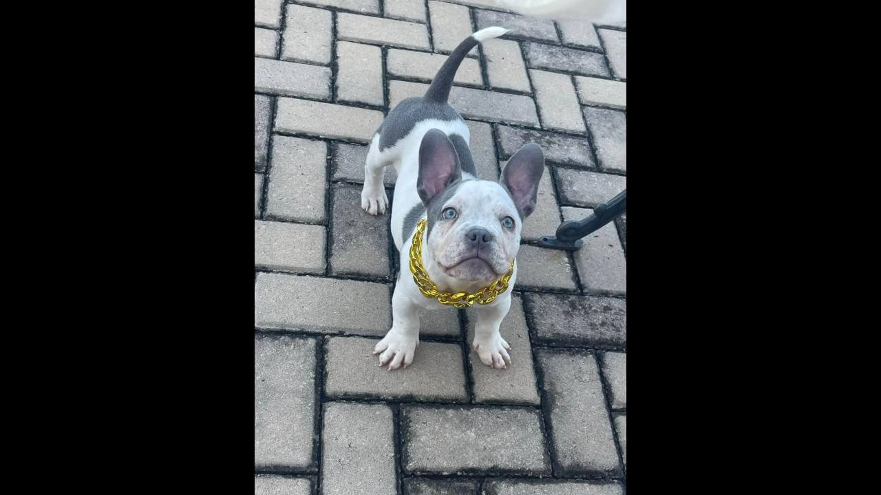 Cachorro Zeus desapareceu no bairro 14 de Novembro