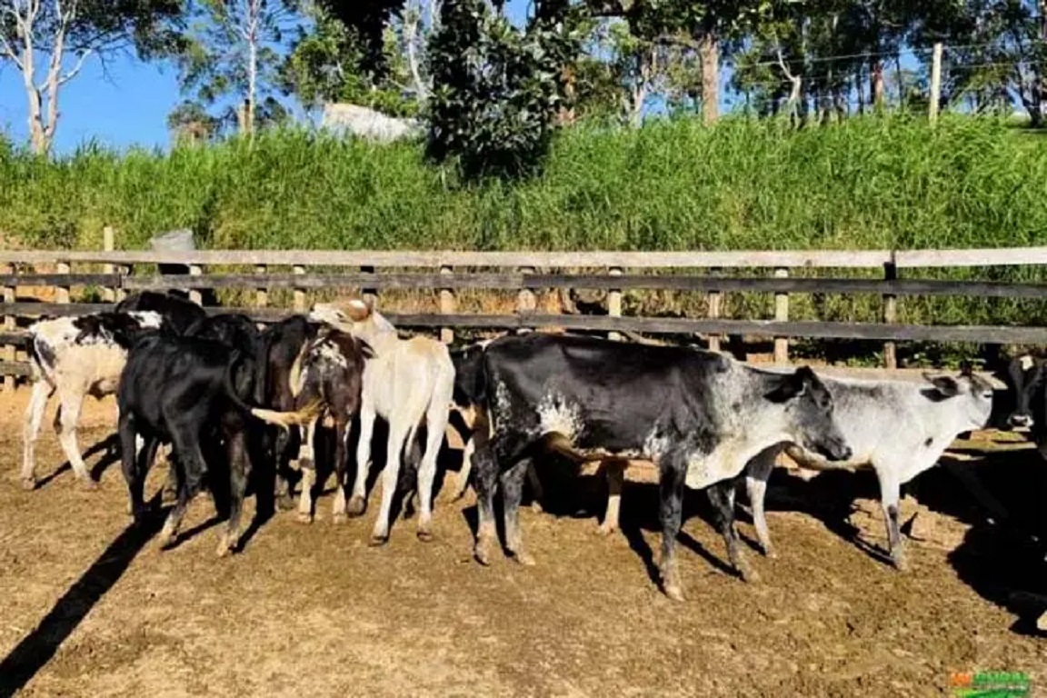 Ladrões arrombam porteiras e furtam nove bezerros em propriedade rural de Xambrê