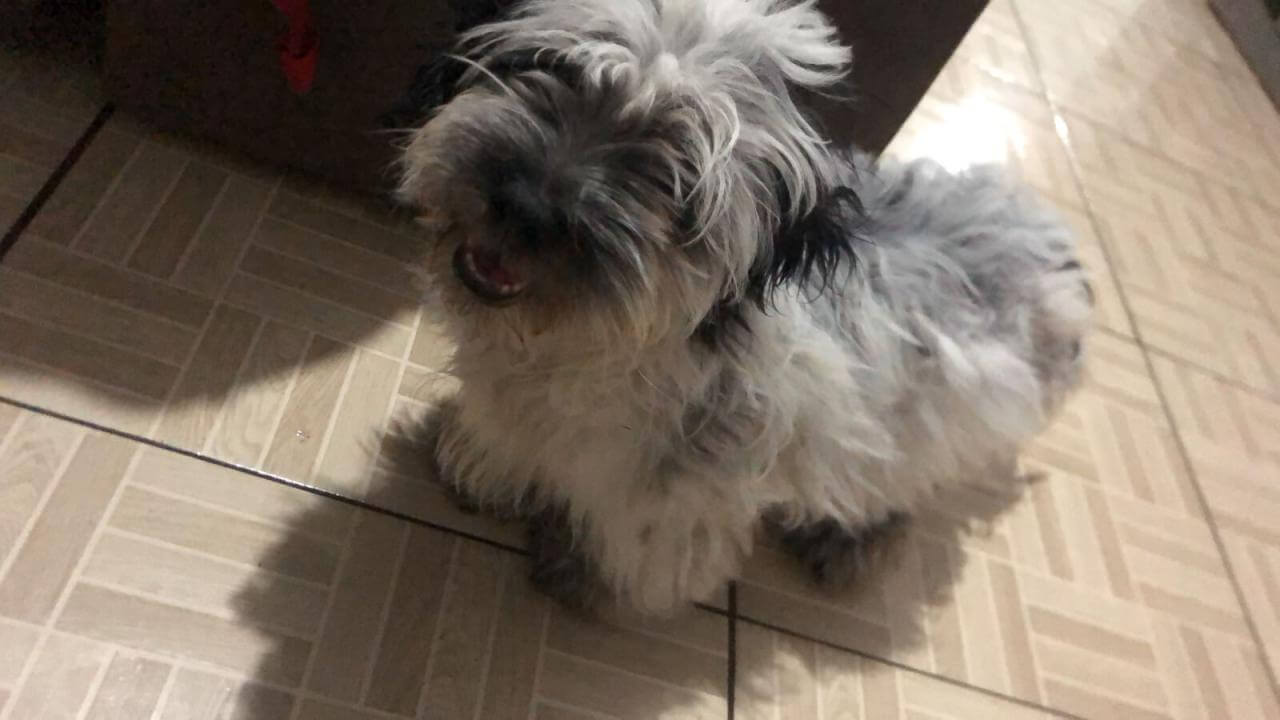 Cachorro Babalu desapareceu no bairro Santa Felicidade