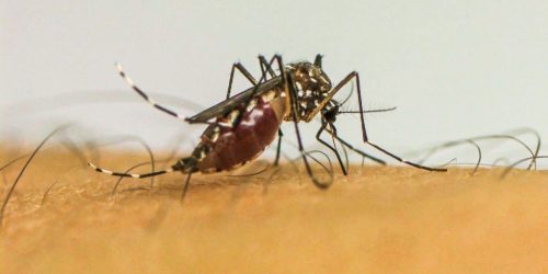 Imagem referente a Infecções por Aedes aegypti elevam risco de complicações no parto