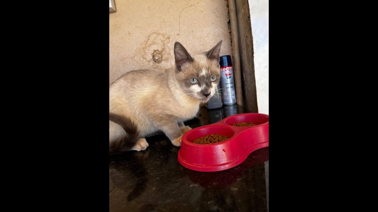 Gata é encontrada no bairro Santa Cruz