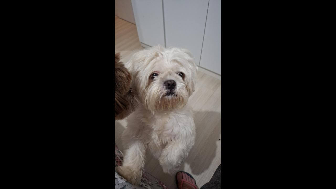 Cachorra é encontrada no bairro Recanto Tropical