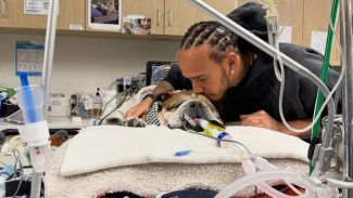 Roscoe sofreu parada cardíaca, relata Lewis Hamilton