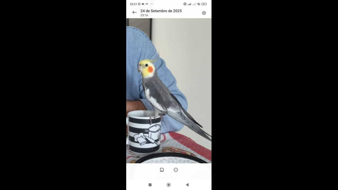 Calopsita Pipiu desapareceu no bairro Country