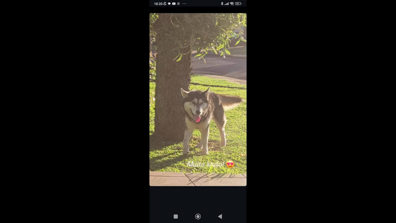 Cachorro é encontrado no bairro Canadá Cachorro é encontrado no bairro Canadá