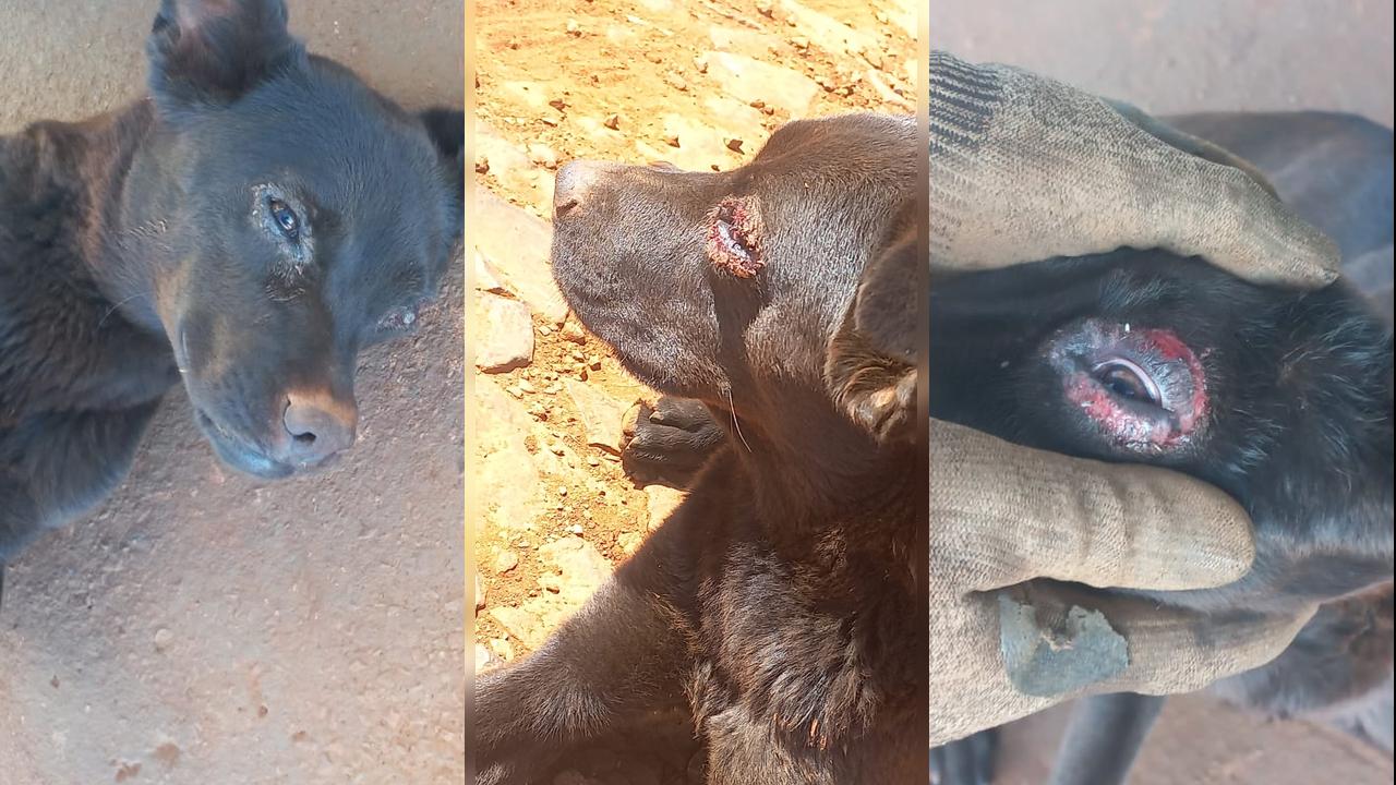 Ferida e debilitada: internautas pedem ajuda para resgate de cachorra