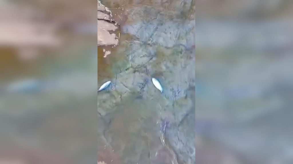 Mistério no riacho do Ecopark: peixes aparecem mortos