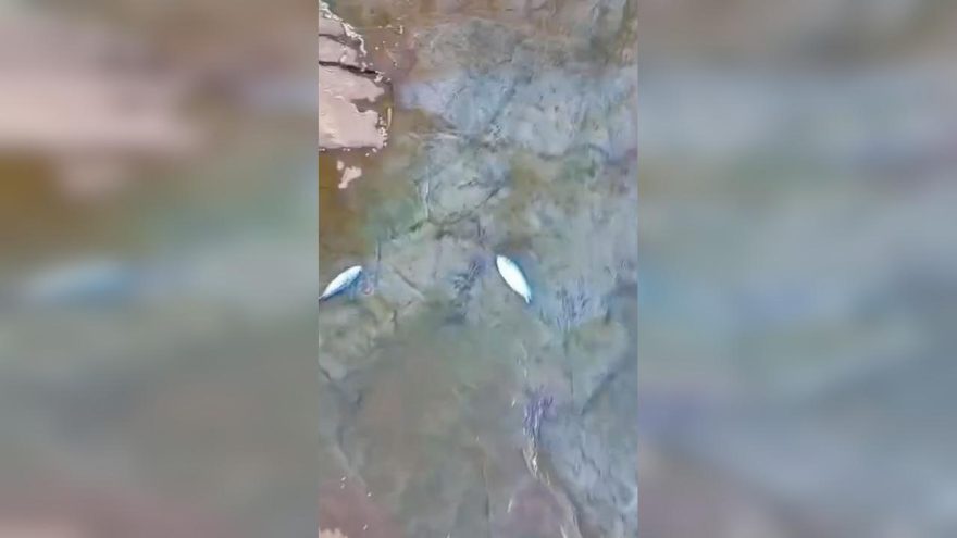Mistério no riacho do Ecopark: peixes aparecem mortos