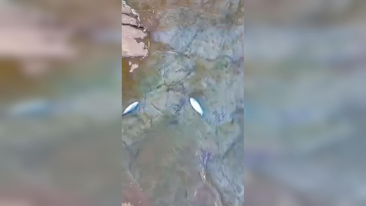 Mistério no riacho do Ecopark: peixes aparecem mortos