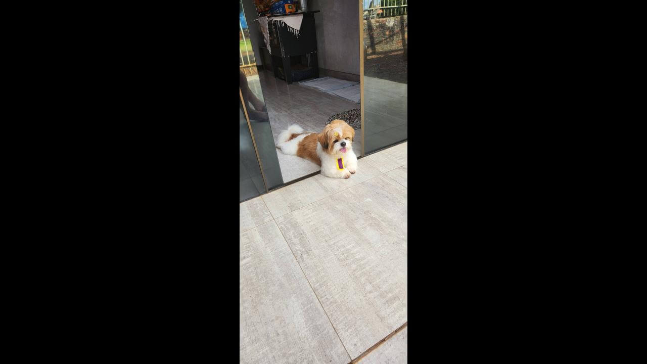 Cachorro Theo desapareceu no bairro Colonial Cachorro Theo desapareceu no bairro Colonial