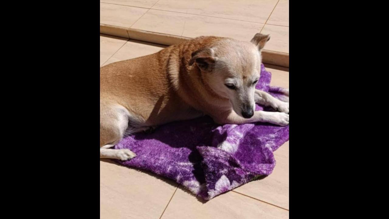 Cachorra Julie desapareceu no bairro Parque São Paulo