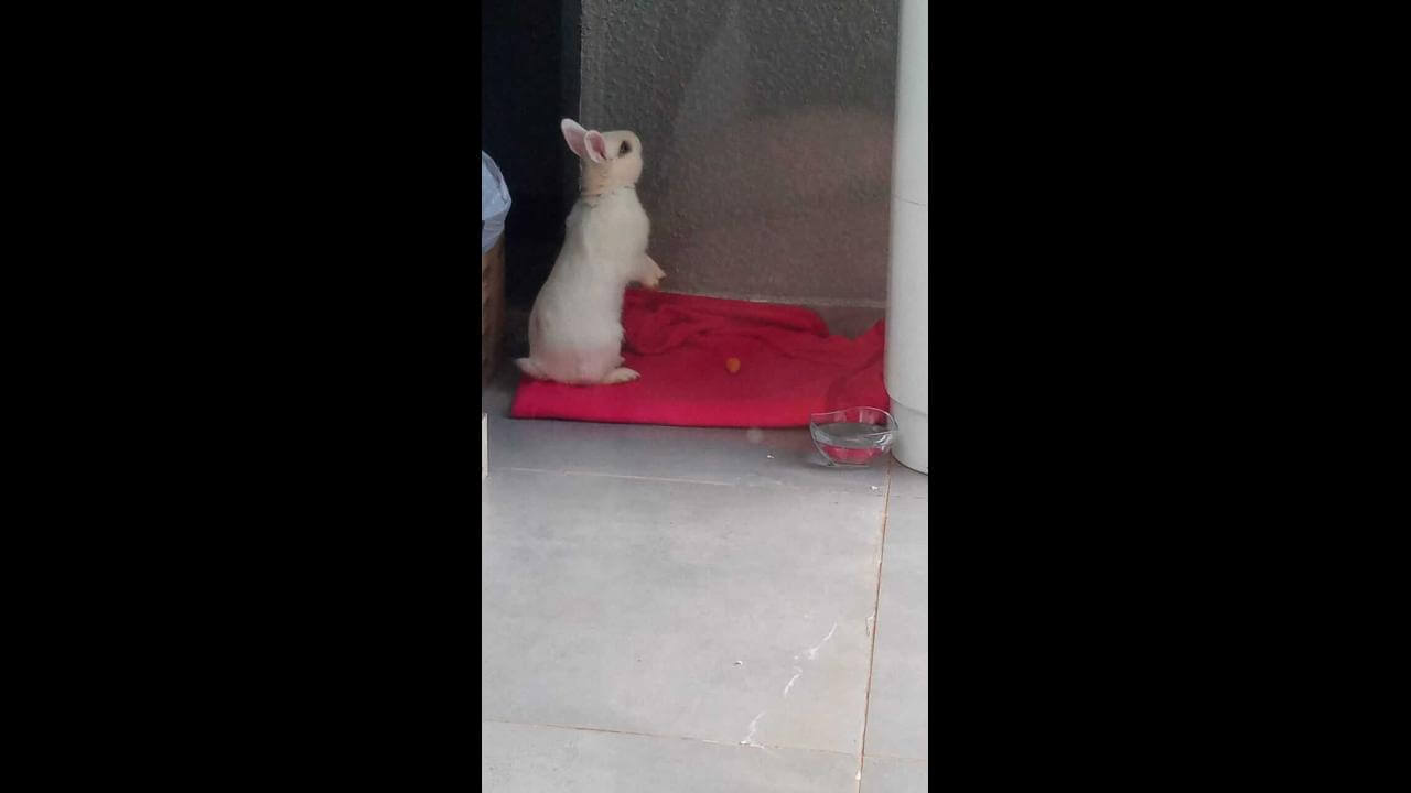 Coelho é encontrado no bairro Clarito