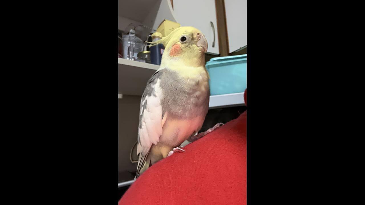 Calopsita Zezinho desapareceu no bairro Neva