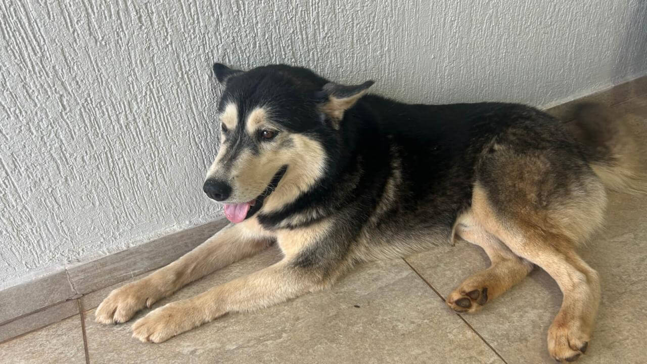Cachorro é encontrado no bairro Recanto Tropical
