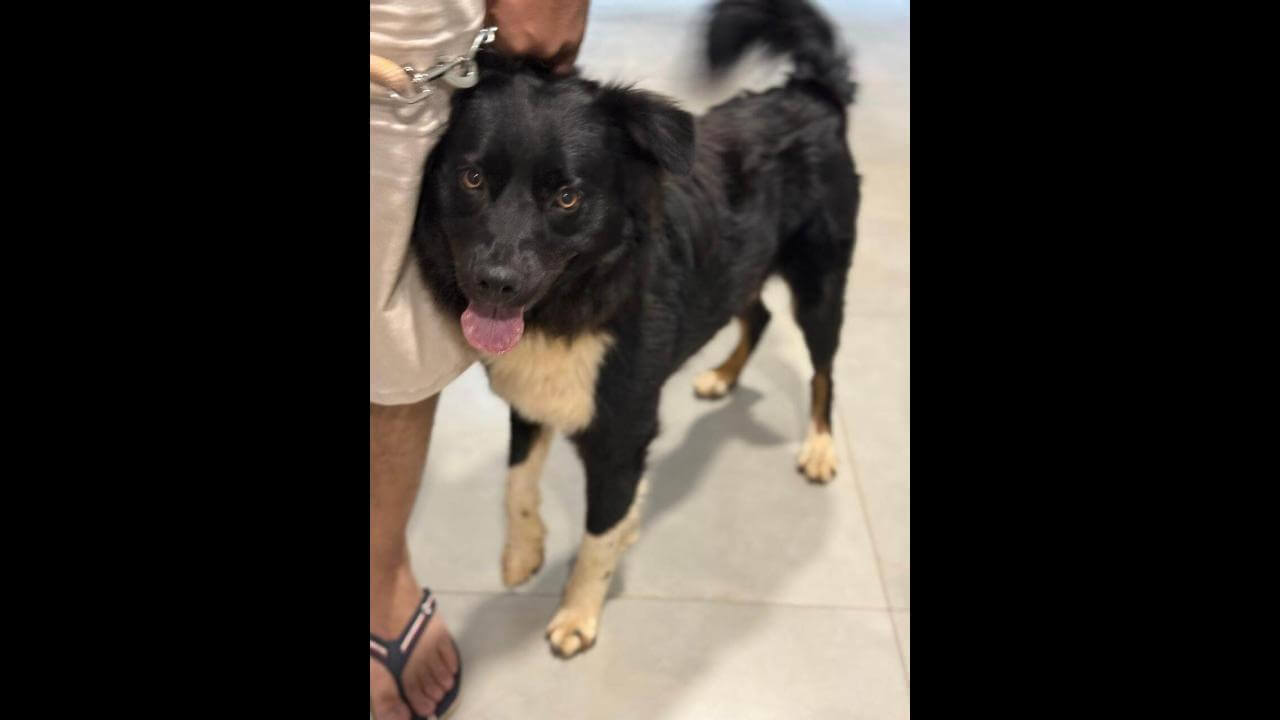 Cachorro é encontrado no bairro Maria Luiza Cachorro é encontrado no bairro Maria Luiza