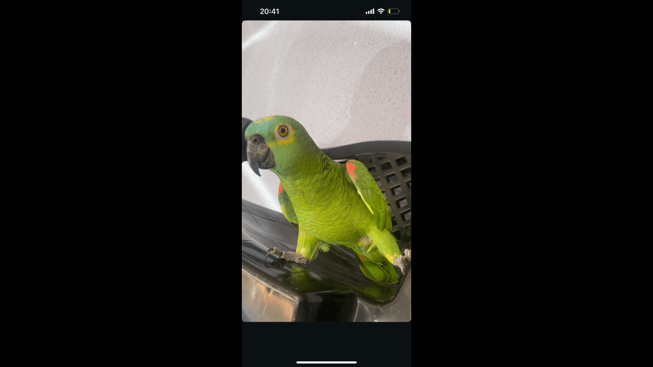 Papagaio Loro desapareceu no bairro Cataratas Papagaio Loro desapareceu no bairro Cataratas