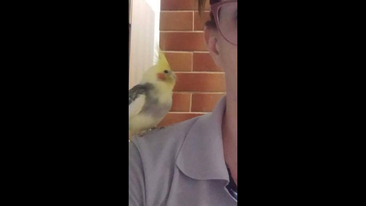Calopsita Dengo desapareceu no bairro Parque Verde